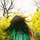 Curlsshakeyellow.thumb