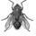 Fly-746490.thumb