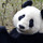 Panda.thumb