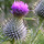 Thistle.thumb