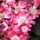 Smithshowredflowers.thumb