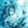 Blue_birds.thumb