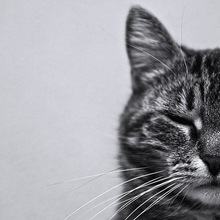 Cat_01.large