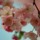 Cherry_blossom.thumb