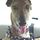 Greyhound_bigalsasubvet-_3big.thumb