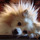 Ikey_jr_bad_hair.thumb