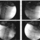 Barnaby_s_skull.thumb
