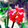 Hyacinth.thumb