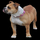 Dog.thumb