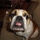 Harley_duh.thumb