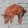 Pig_220x220.thumb