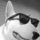 Bullterrier.thumb