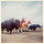 Bison_polo.thumb