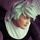 Id1_1.thumb