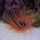 100_3810.thumb
