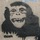 Monkey.thumb