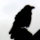 Fb_profile_picture.thumb