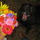 Vegaflowers.thumb