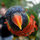 Exotic_bird_by_petersumpter.thumb