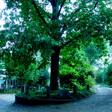 Treethatownsitself.large