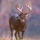 Deer-buck.thumb