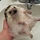 Animal-animals-bubbles-cute-hedgehog-favim.com-194922.thumb