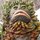 Greengara2.thumb