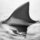 Shark-fin.thumb