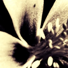 Insflower.large