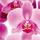 Img_orchidee-zweig_francois-gilson_ref~esc096_mode~zoom.thumb