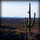 Cactus.thumb