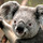 Koala.thumb