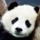 Panda.thumb