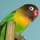 Birdavatar512.thumb