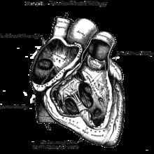Heart_blackonwhite.large