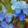Flowerseseses.thumb