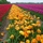 Sevilla_beauty_rose_and_gabor.thumb