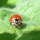 Ladybug2.thumb