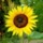 Sunflower_micro.thumb