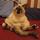 Buddha-cat2.thumb