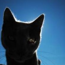 Cat_s_eye.large