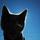 Cat_s_eye.thumb