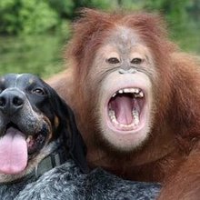 Orangutan_hugs_dog.large