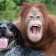 Orangutan_hugs_dog