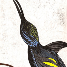 Blue_honey_creeper_1.large