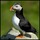 Puffin_184.thumb