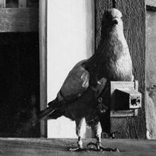 Camerapigeons.large