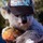 Koala.thumb