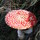 Malmedy_et_al_086.thumb
