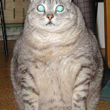 Fatcat.large